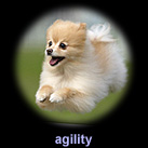 agility