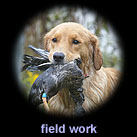 fieldwork