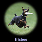 frisbee