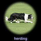 herding