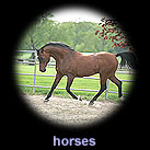 horses
