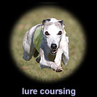 lurecoursing